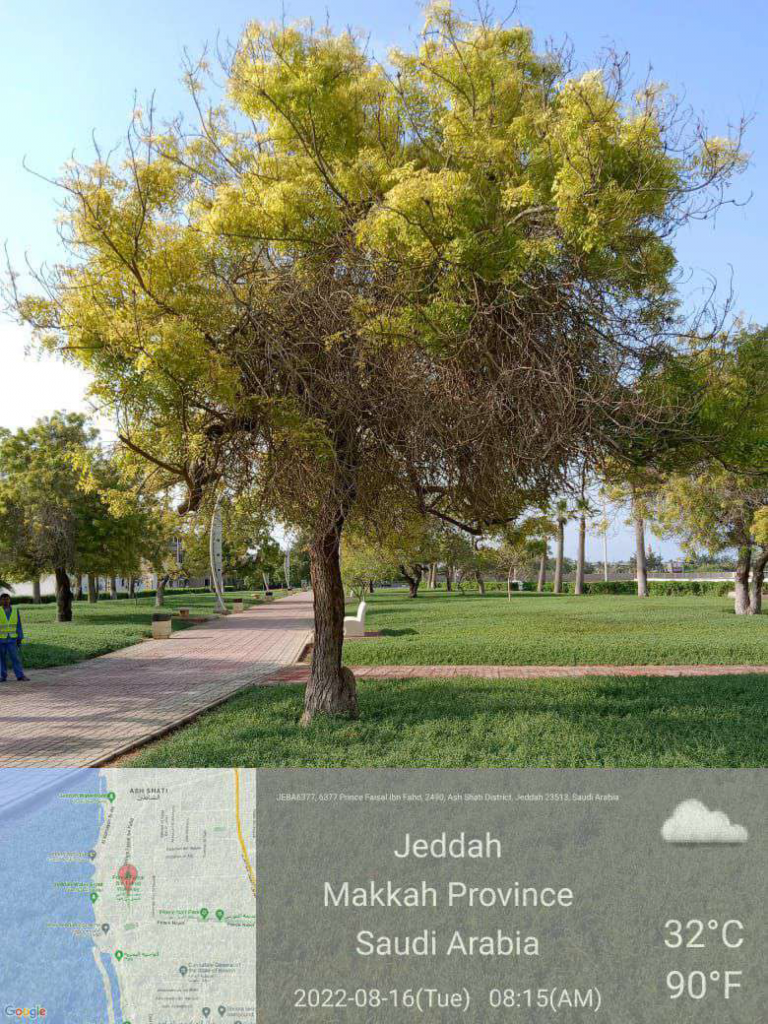 4-pedestrian paths project